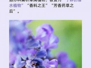 #薰衣草研究所 新研究成果：探索植物奥秘#