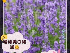 薰衣草研究所 APP：云淡风轻，探寻花之奥秘