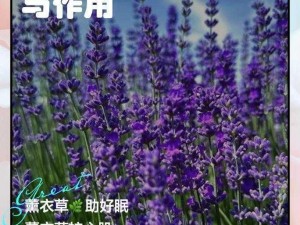 薰衣草研究所实验室入口处，神秘又迷人的科学圣地