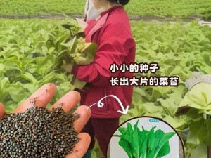 希望爸爸播种，宝宝健康成长——高品质种子让你安心选择