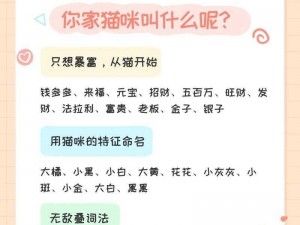 猫咪 mav 最新地域网名怎么取？优质取名方法大揭秘