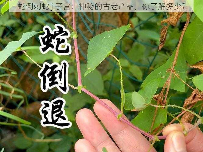 蛇倒刺蛇 j 子宫：神秘的古老产品，你了解多少？