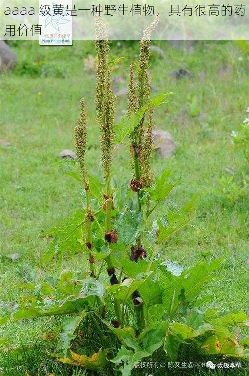 aaaa 级黄是一种野生植物，具有很高的药用价值