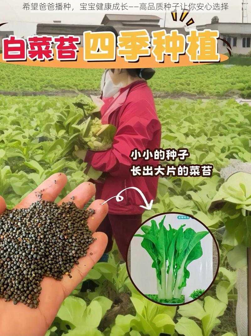 希望爸爸播种，宝宝健康成长——高品质种子让你安心选择