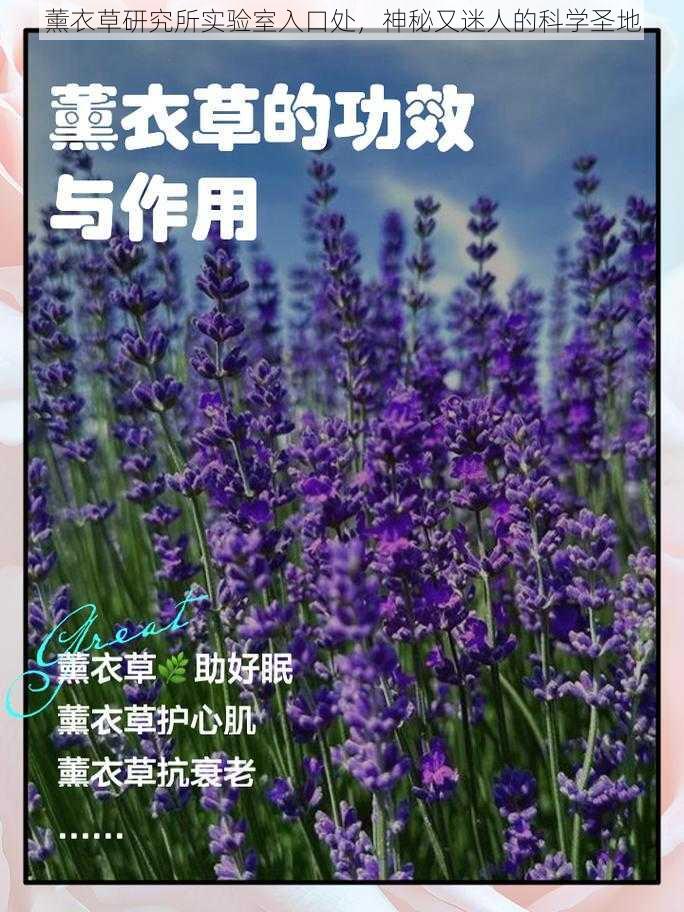 薰衣草研究所实验室入口处，神秘又迷人的科学圣地