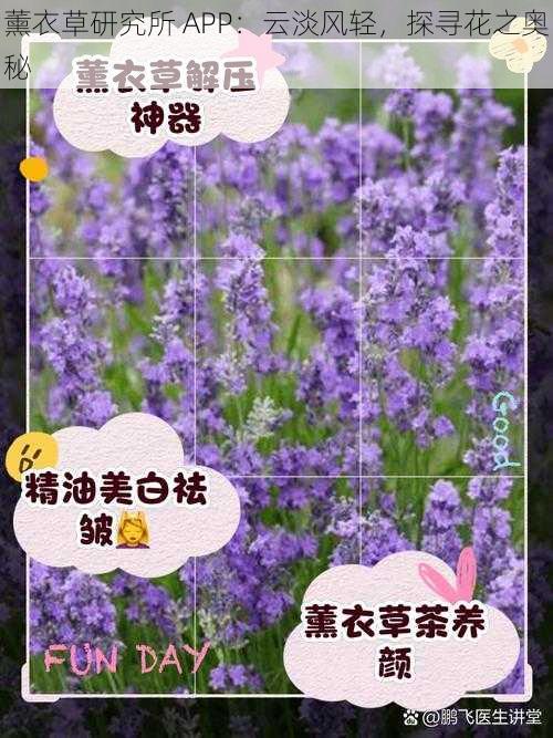 薰衣草研究所 APP：云淡风轻，探寻花之奥秘