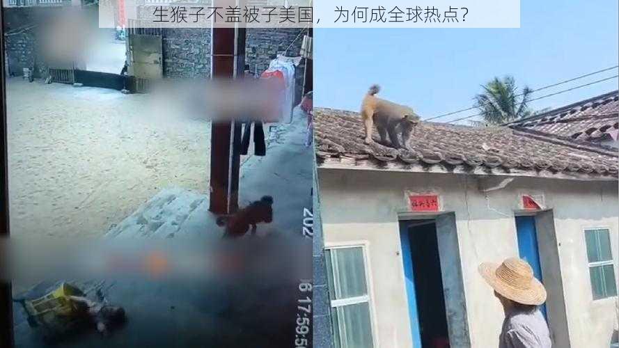 生猴子不盖被子美国，为何成全球热点？