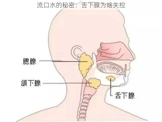 流口水的秘密：舌下腺为啥失控